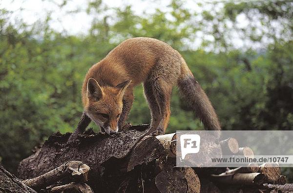 Red fox (Vulpes vulpes) sniffing log  Germany