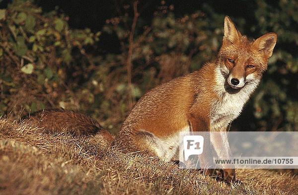 Red fox (Vulpes vulpes) sitting in field Germany