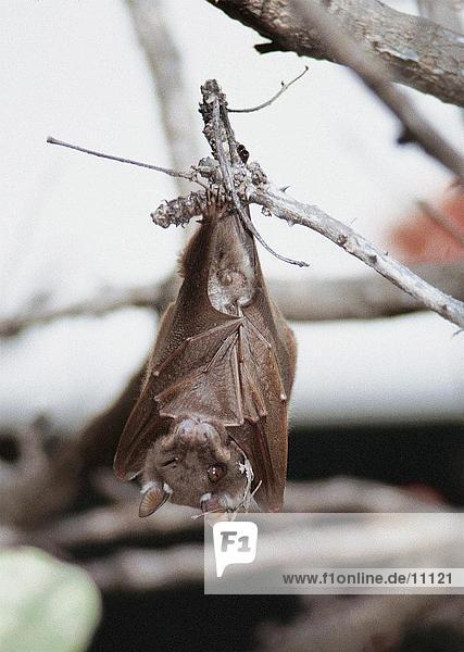 Close-up of Straw Colored Fruit Bat (Eidolon hevlum) hanging in tree  Kenya