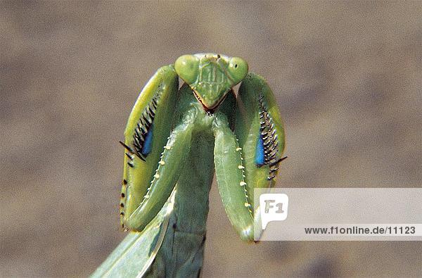 Close-up of Praying Mantis  Kenya
