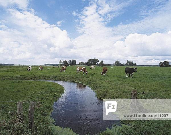 Cattle grazing in a meadow along a canal  Netherlands