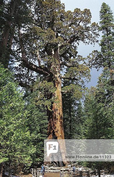 Giant Sequoia (Riesenmammutbaum Giganteum) Baum im Wald  Kalifornien  USA
