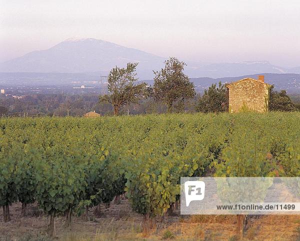 Vineyard on a landscape with mountain range in the background   Mont Ventoux  St. Just  Provence  France