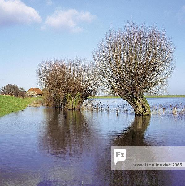 Willows trees in a flooded river  Griet  River IJssel  Doesburg  Netherlands