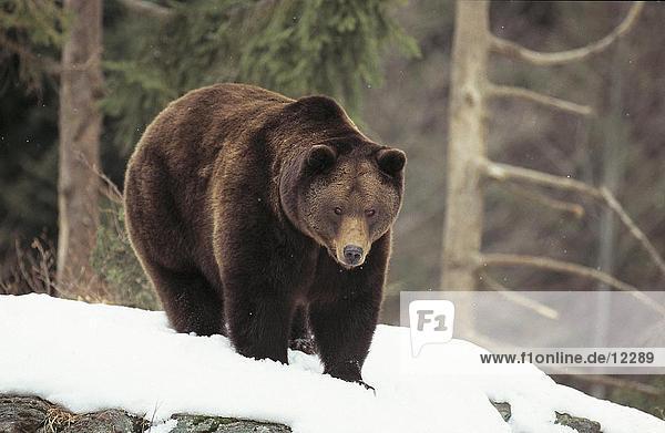 Brownbear (Ursus arctos) walking in snow Bavarian Forest National Park Bavaria Germany