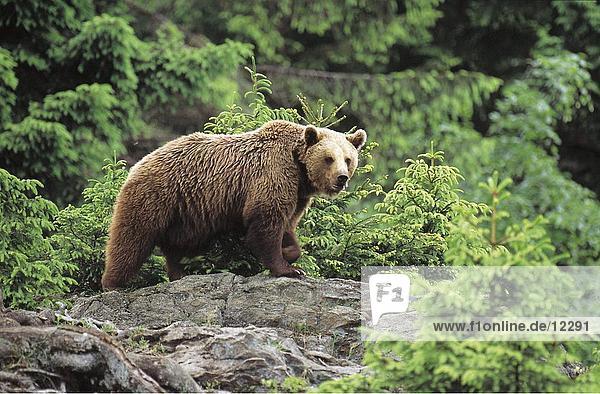Brownbear (Ursus arctos) walking in forest Bavarian Forest National Park Bavaria Germany