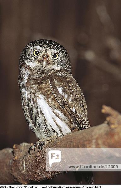 Close-up of Eurasian Pygmy Owl (Glaucidium passerinum) perching on tree Bavarian Forest National Park Bavaria Germany