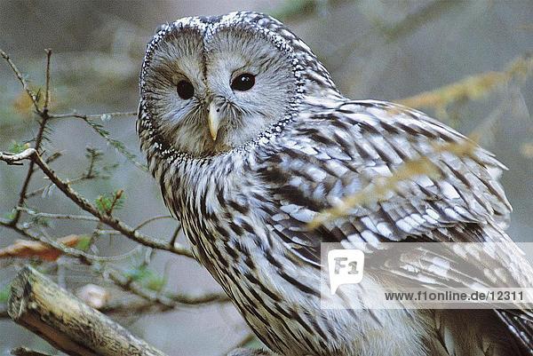 Close-up of Ural Owl (Strix uralensis)  Bavarian Forest National Park  Bavaria  Germany