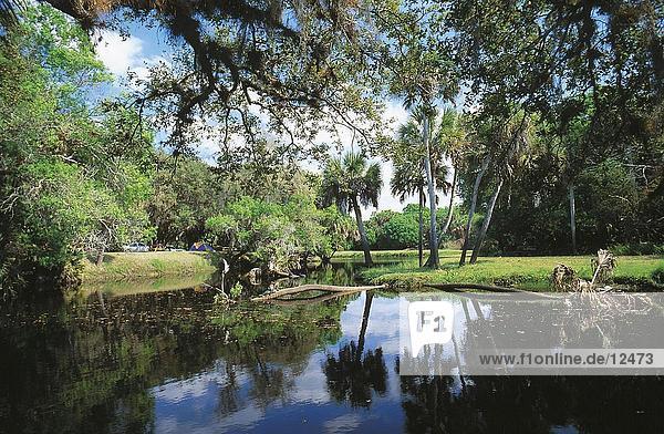 Reflexion der Bäume im Fluss  Everglades National Park  Florida  Usa