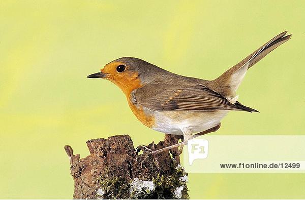 Nahaufnahme of Robin (Erithacus Rubecula) Vogel auf Baumstumpf  Deutschland