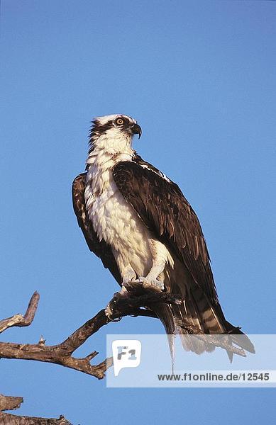 Osprey hocken auf ast baum  Everglades National Park  Florida  USA  Nordamerika