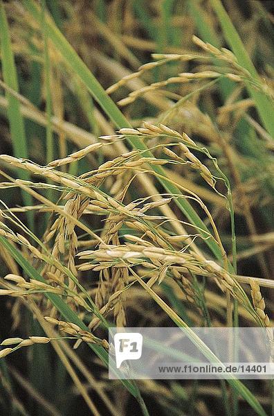 Ear of rice in field