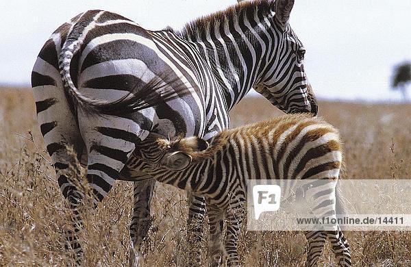 GrŽvy's Zebra (Equus grevyi) nursing its foal in field  Kenya