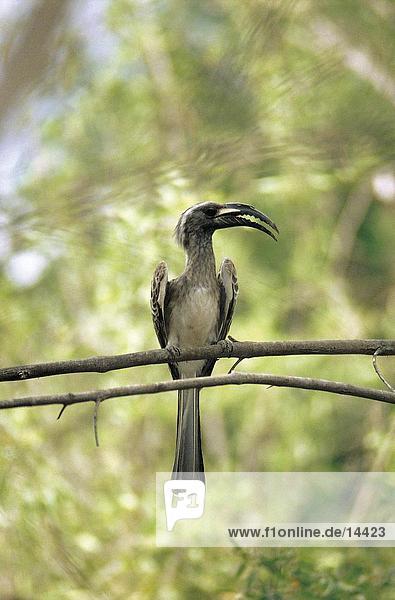 Hornbill bird perching on branch  Kenya