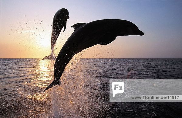 Silhouette von zwei Flasche – Nosed Delphine (Tursiops Truncatus) springen von Meer  Roatan  Bay Islands  Honduras