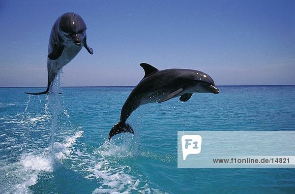 Zwei Flasche – Nosed Delphine (Tursiops Truncatus) springen von Meer  Roatan  Bay Islands  Honduras