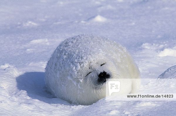 PUP der Sattelrobbe (Phoca Groenlandica) schlafen auf Schnee St.-Lorenz-Golf Ille De La Madelaine Quebec Kanada PUP der Sattelrobbe (Phoca Groenlandica) schlafen auf Schnee, St.-Lorenz-Golf, Ille De La Madelaine, Quebec, Kanada