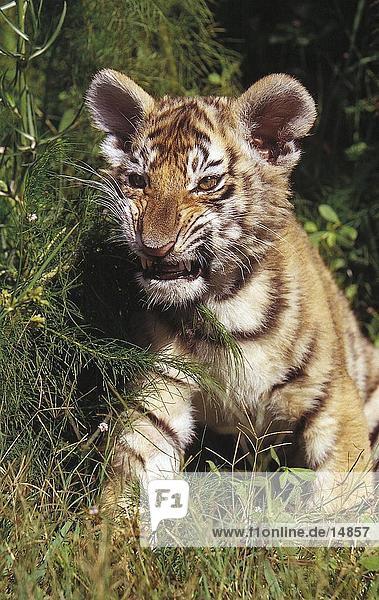 Cub des Bengal-Tigers (Panthera Tigris) mit einem wütenden Knurren  Indien