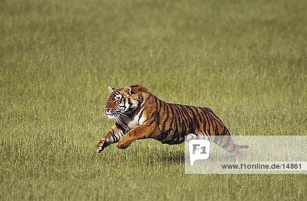 Bengalischer Tiger (Panthera Tigris) im Feld  Indien