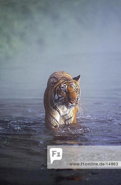 Bengalischer Tiger (Panthera Tigris) zu Fuß in Wasser  Indien