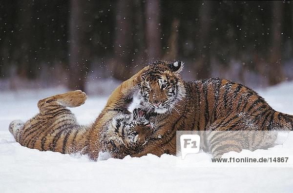 Tigerjunge spielen im Schnee  Zentralasien