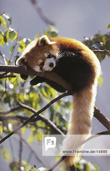 Roter Panda (Ailurus Fulgens) auf Baum im Wald  Wolong National Nature Reserve  Provinz Sichuan  China