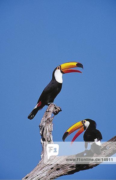 Untersicht zwei Toco Toucan (Ramphastos Toco) Vögel hocken auf Baum  Pantanal  Mato Grosso  Brasilien