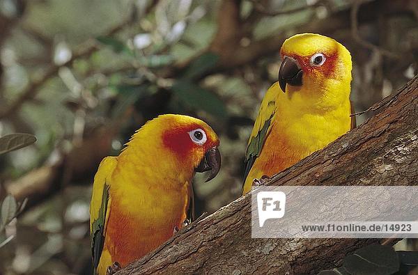 Nahaufnahme der zwei Sun Conure (Aratinga Smaragdschwebfliege) Papageien hocken auf Zweig  Venezuela