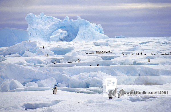 Adelie pinguin (Pygoscelis eschbach) und Chintrap Pinguine  (Pygoscelis Antarctica) auf Eisscholle  Thule Island  Antarktis