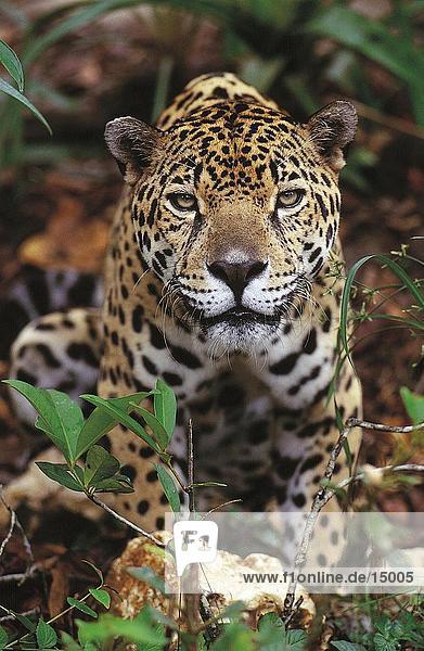 Nahaufnahme der Jaguar (Panthera Onca)  Belize