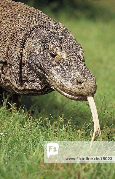 Komodo Dragon (Varanus Komodoensis) kleben seine Zunge heraus  Komodo Nationalpark  Komodo-Inseln  Indonesien