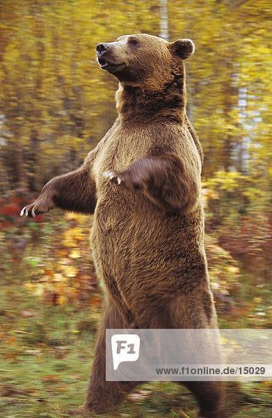Grizzlybär (Ursus Arctos) stehend auf hinteren Beine  USA