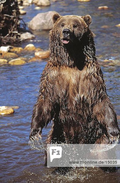 Grizzlybär (Ursus Arctos) stehen in Wasser  USA