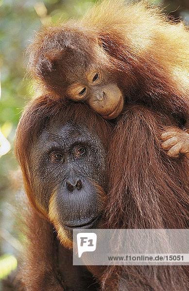 Nahaufnahme der Borneo-Orang-Utan (Pongo Pygmaeus Pygmaeus) mit seiner jungen  Tanjung Putting Nationalpark  Kalimantan  Indonesier/in