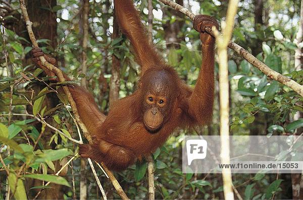 Nahaufnahme of Borneo Orangutan (Pongo Pygmaeus Pygmaeus) schwingen zwischen Baum  Tanjung Putting Nationalpark  Kalimantan  Indonesien