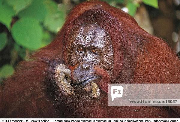 Nahaufnahme of Borneo Orangutan (Pongo Pygmaeus Pygmaeus) im Wald  Tanjung Putting Nationalpark  Kalimantan  Indonesier/in