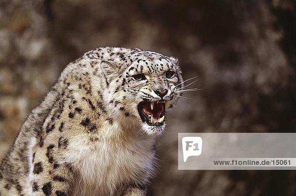 Snow Leopard (Panthera Uncia) mit einem wütenden Knurren