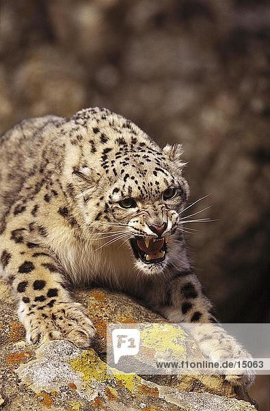 Snow Leopard (Panthera Uncia) mit einem wütenden Knurren