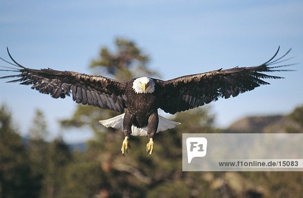 Bald Eagle (Haliaeetus Leucocephalus) im Flug  Arapahoe National Forest  Colorado  USA