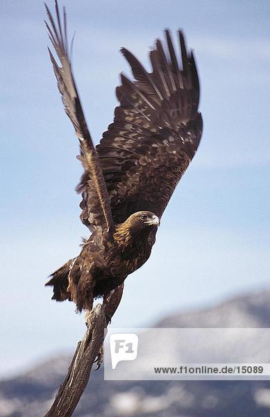 Vereinigte Staaten von Amerika USA Steinadler Aquila chrysaetos fliegen fliegt fliegend Flug Flüge Colorado