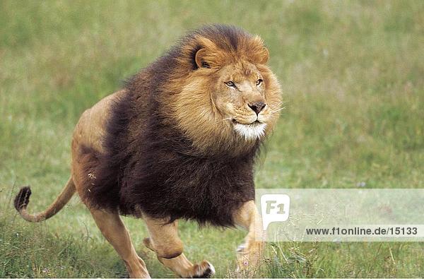Löwen (Panthera Leo) im Feld ausgeführt
