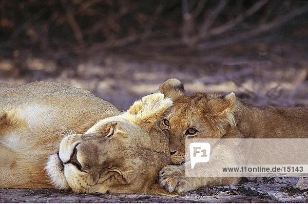 Nahaufnahme der Cub spielen mit Löwin  Serengeti National Park  Tansania  Afrika