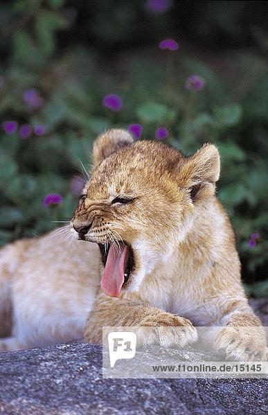 Lion Cub (Panthera Leo) Gähnen auf Felsen  Ndutu Gebiet  Serengti National Park  Tansania