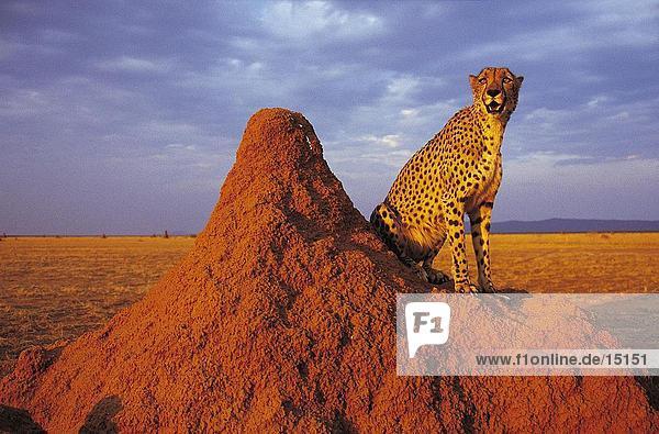 Cheetah (Acinonyx Jubatus) sitzen auf Termite Mound  Namibia