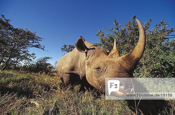 Black Rhinoceros (Diceros Bicornis) im Wald  Ol Pejeta Reserve  Kenia