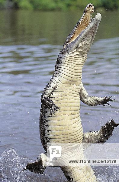 Leistenkrokodil (Crocodylus Porosus) springen von River  Adelaide River  Northern Territory  Australien  Tier predator