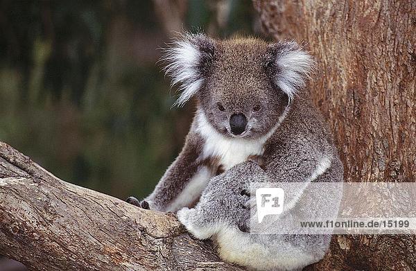 Nahaufnahme der Koala (Phascolarctus Cinereus) sitzen auf Baum  Philip Island  Victoria  Australien