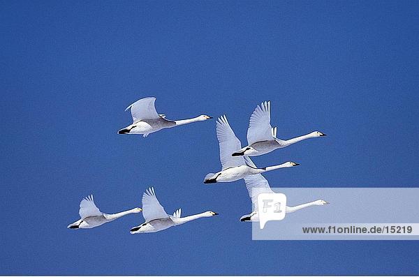 Whooper Swans (Cygnus Cygnus) im Flug  Akan-Nationalpark  Hokkaido  Japan