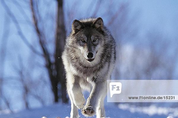 Grauwolf Canis lupus pambasileus rennen Kanada Ontario Schnee