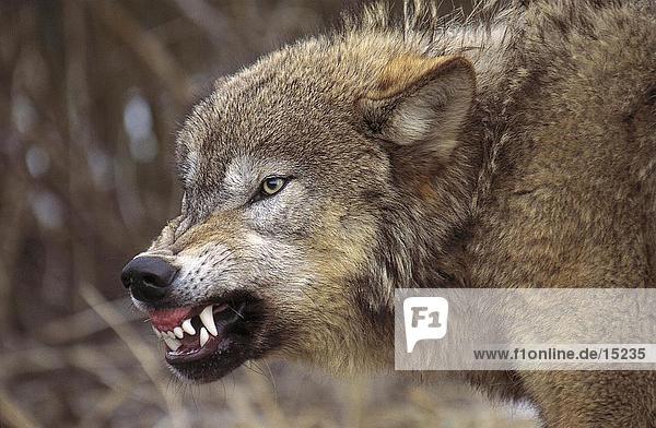 Vereinigte Staaten von Amerika USA Grauwolf Canis lupus pambasileus Close-up knurren